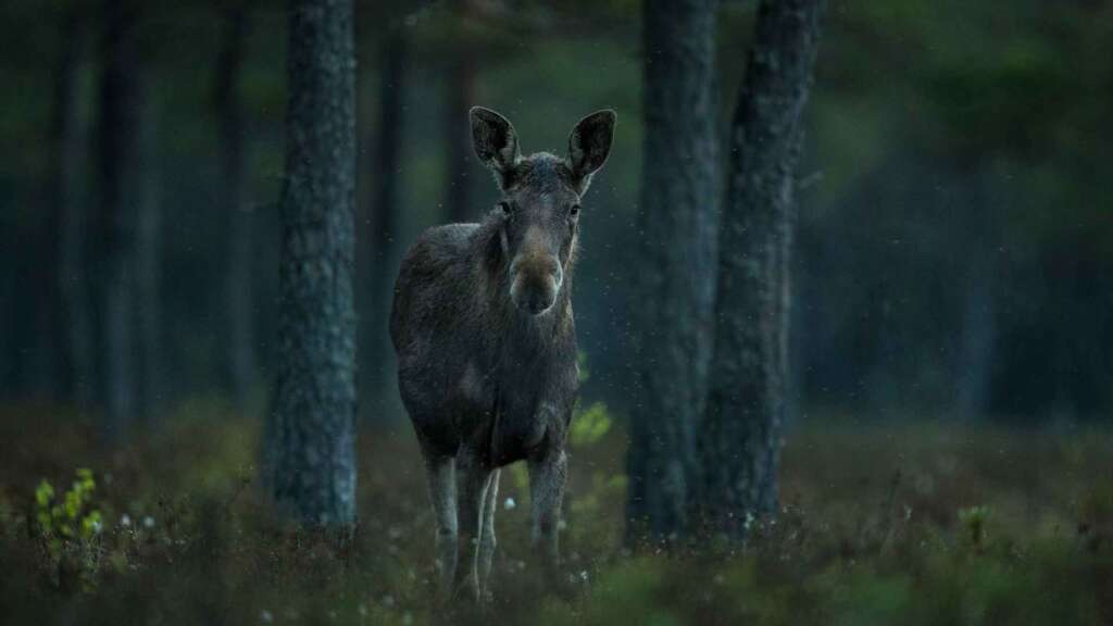 Älg